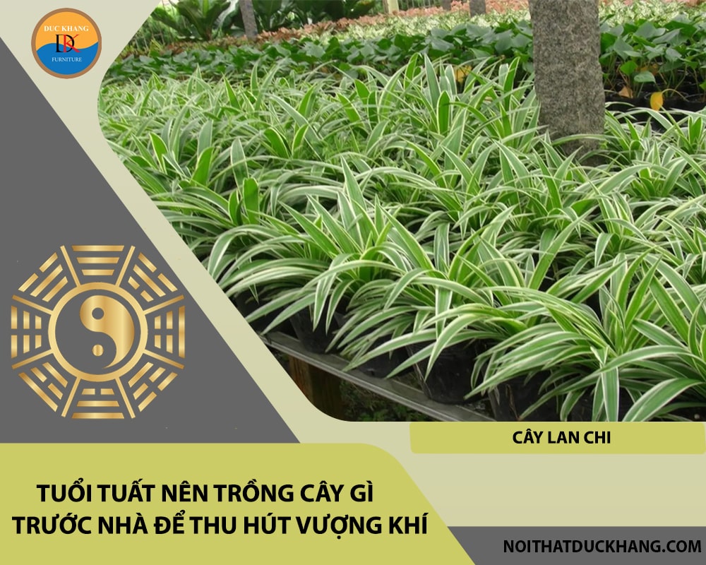 Tuổi Tuất nên trồng cây gì trước nhà để thu hút vượng khí - Cây lan chi