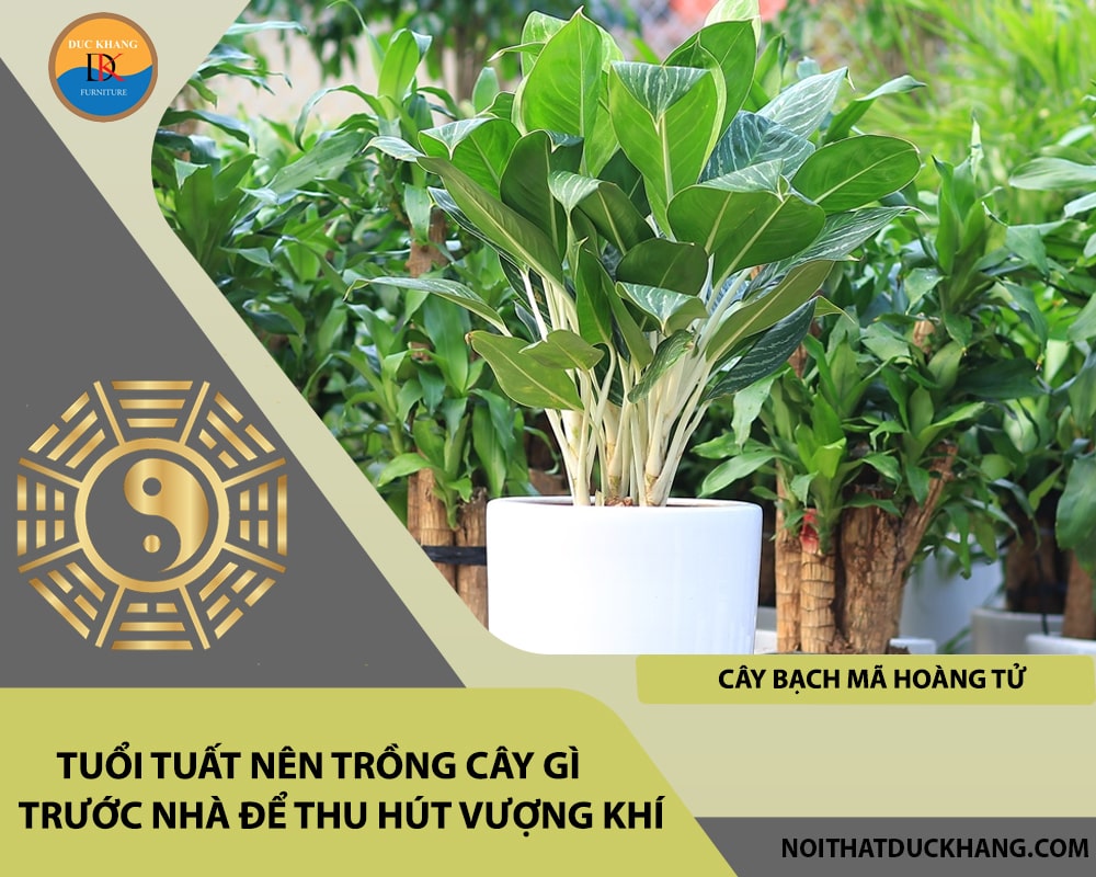 Tuổi Tuất nên trồng cây gì trước nhà để thu hút vượng khí - Cây bạch mã hoàng tử