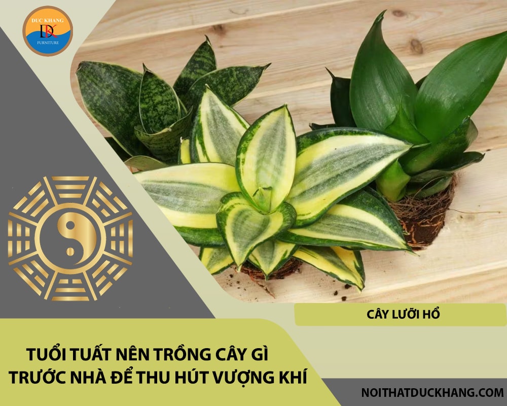 Tuổi Tuất nên trồng cây gì trước nhà để thu hút vượng khí - Cây lưỡi hổ