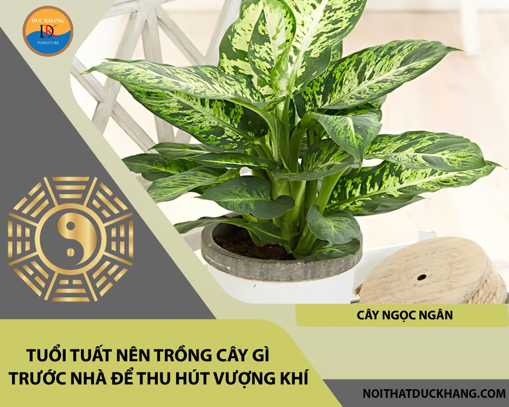 Tuổi Tuất nên trồng cây gì trước nhà để thu hút vượng khí