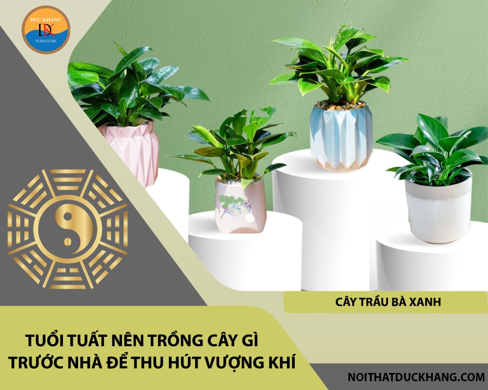 Tuổi Tuất nên trồng cây gì trước nhà để thu hút vượng khí - Cây trầu bà xanh
