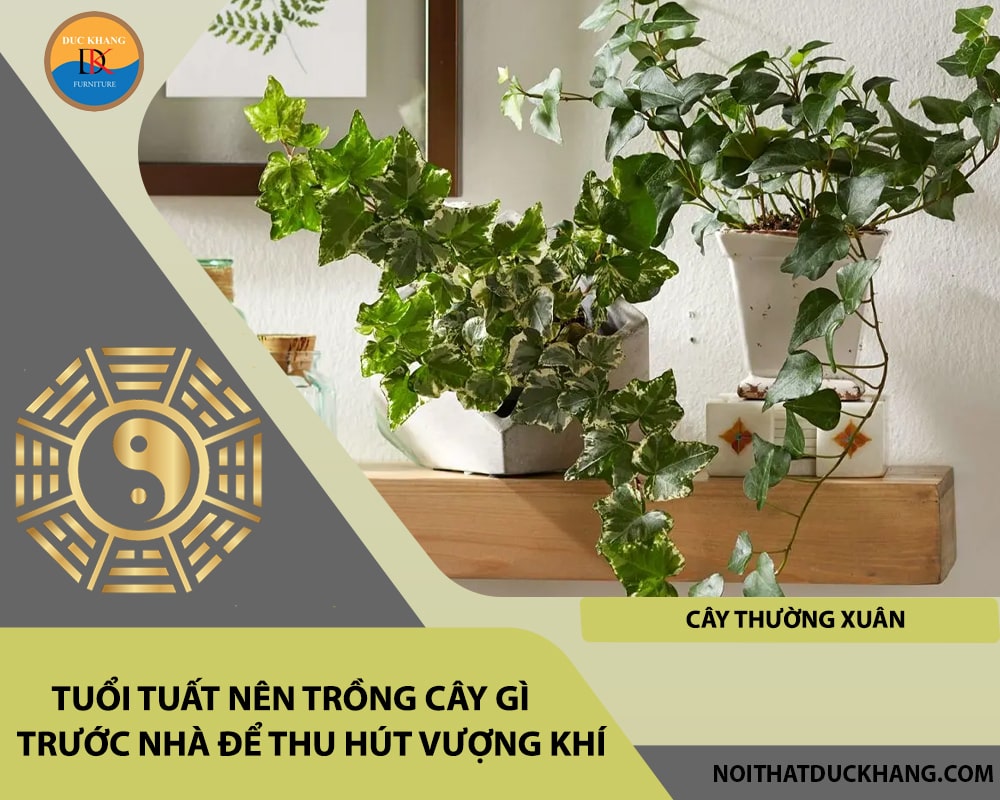 Tuổi Tuất nên trồng cây gì trước nhà để thu hút vượng khí - Cây thường xuân