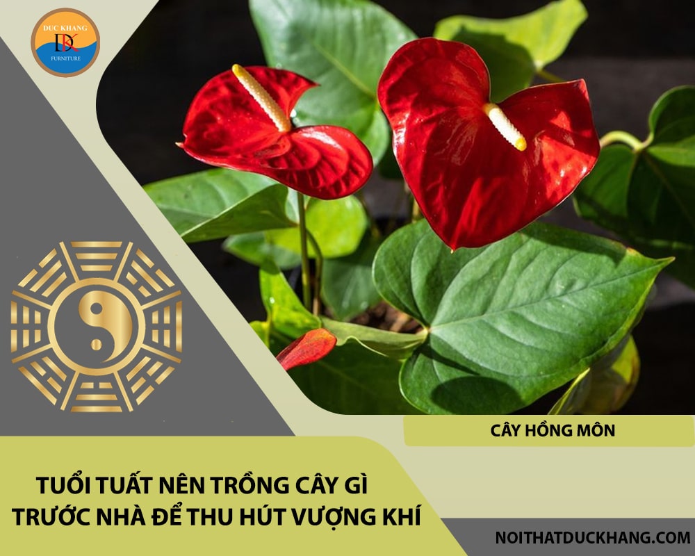 Tuổi Tuất nên trồng cây gì trước nhà để thu hút vượng khí - Cây hồng môn