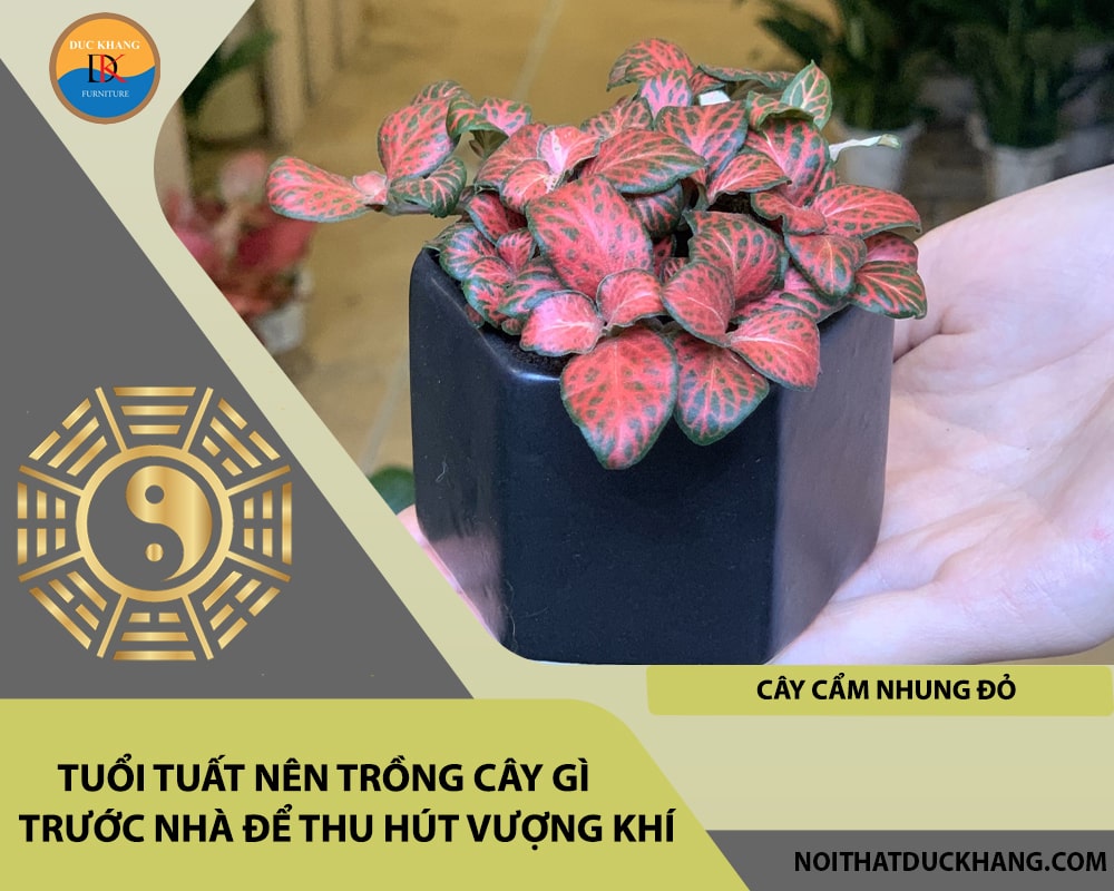 Tuổi Tuất nên trồng cây gì trước nhà để thu hút vượng khí - Cây cẩm nhung đỏ