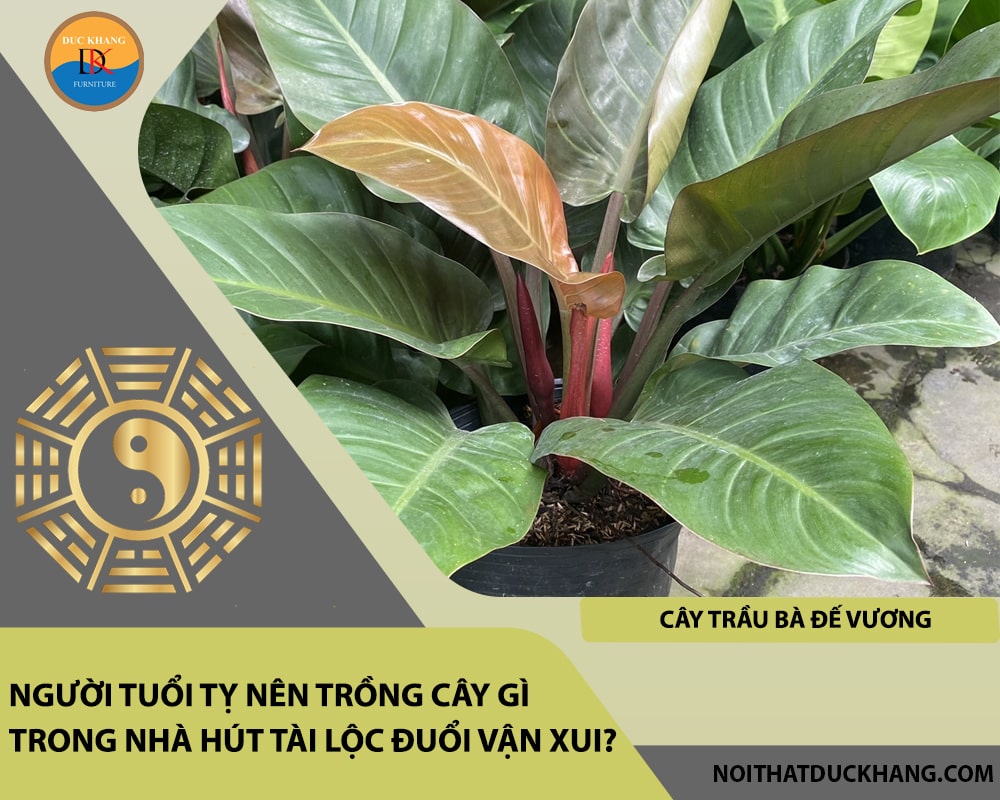 Người tuổi Tỵ nên trồng cây gì trong nhà hút tài lộc đuổi vận xui - Cây trầu bà đế vương Người tuổi Tỵ nên trồng cây gì trong nhà hút tài lộc đuổi vận xui - Cây trầu bà đế vương