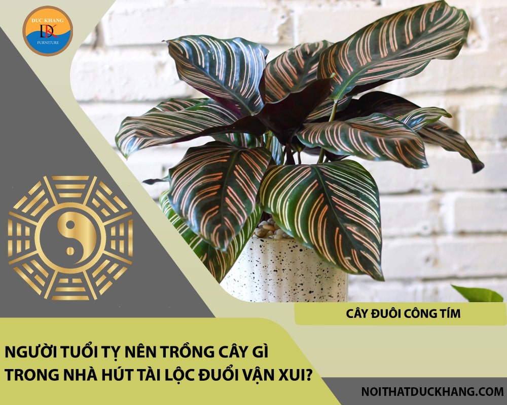 Người tuổi Tỵ nên trồng cây gì trong nhà hút tài lộc đuổi vận xui - Cây Đuôi Công Tím Người tuổi Tỵ nên trồng cây gì trong nhà hút tài lộc đuổi vận xui - Cây Đuôi Công Tím