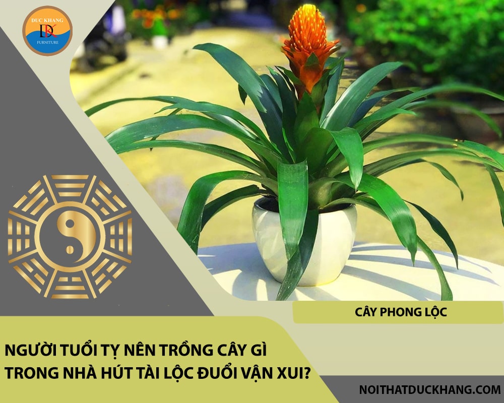 Người tuổi Tỵ nên trồng cây gì trong nhà hút tài lộc đuổi vận xui - Cây Phong Lộc Người tuổi Tỵ nên trồng cây gì trong nhà hút tài lộc đuổi vận xui - Cây Phong Lộc