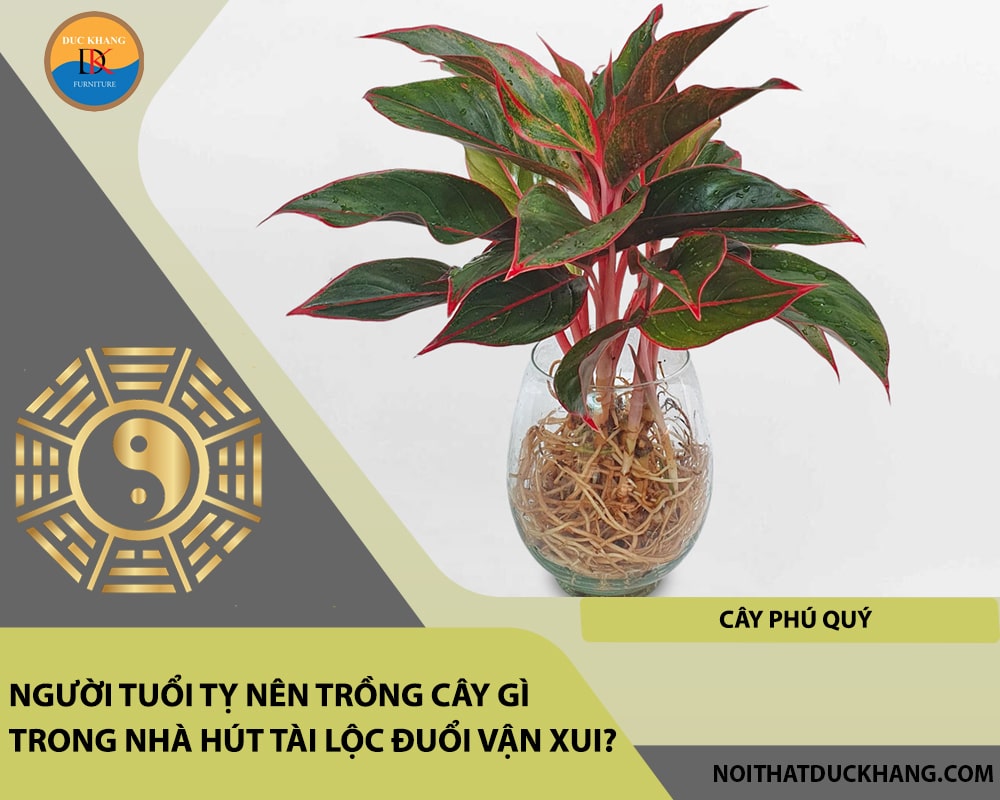 Người tuổi Tỵ nên trồng cây gì trong nhà hút tài lộc đuổi vận xui - Cây Phú Quý Người tuổi Tỵ nên trồng cây gì trong nhà hút tài lộc đuổi vận xui - Cây Phú Quý