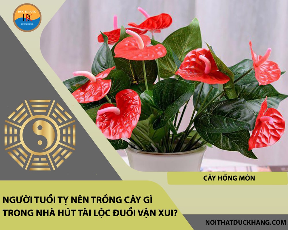 Người tuổi Tỵ nên trồng cây gì trong nhà hút tài lộc đuổi vận xui - Cây hồng môn Người tuổi Tỵ nên trồng cây gì trong nhà hút tài lộc đuổi vận xui - Cây hồng môn