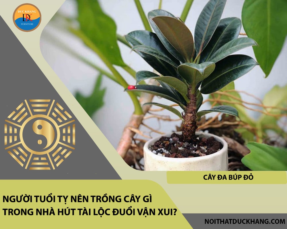Người tuổi Tỵ nên trồng cây gì trong nhà hút tài lộc đuổi vận xui - Cây đa búp đỏ Người tuổi Tỵ nên trồng cây gì trong nhà hút tài lộc đuổi vận xui - Cây đa búp đỏ