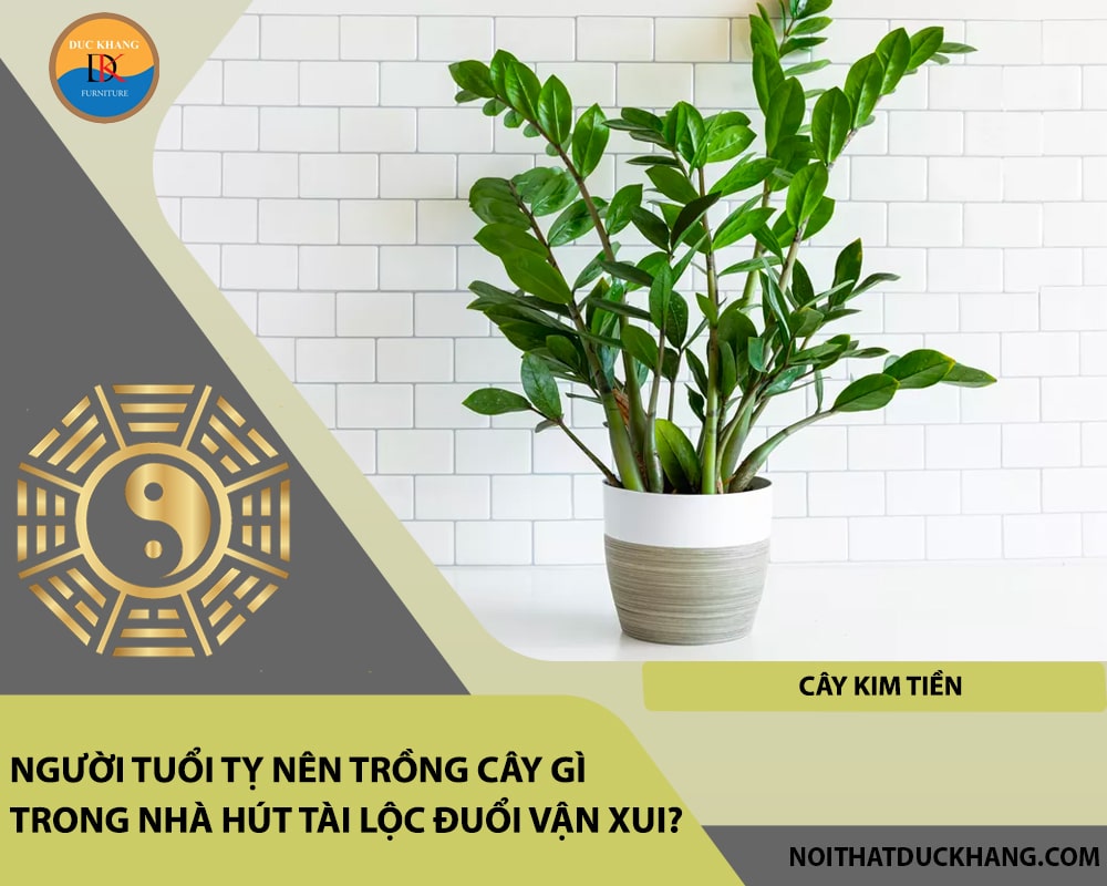 Người tuổi Tỵ nên trồng cây gì trong nhà hút tài lộc đuổi vận xui - Cây kim tiền Người tuổi Tỵ nên trồng cây gì trong nhà hút tài lộc đuổi vận xui - Cây kim tiền