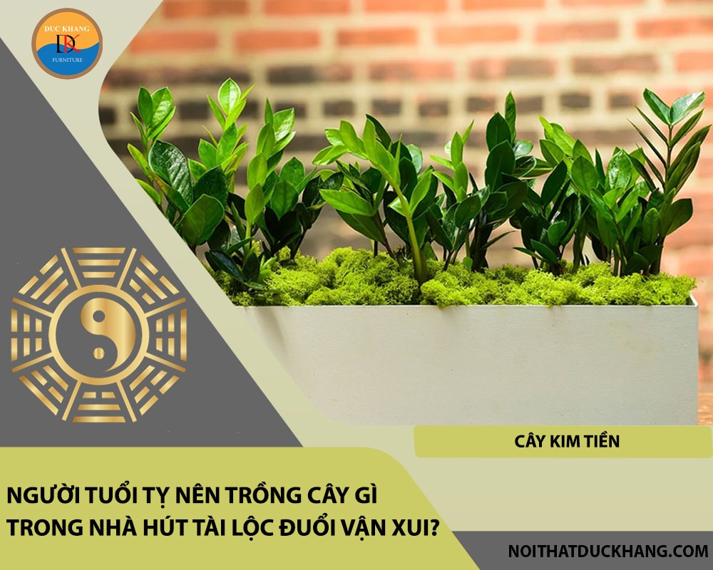 Người tuổi Tỵ nên trồng cây gì trong nhà hút tài lộc đuổi vận xui?