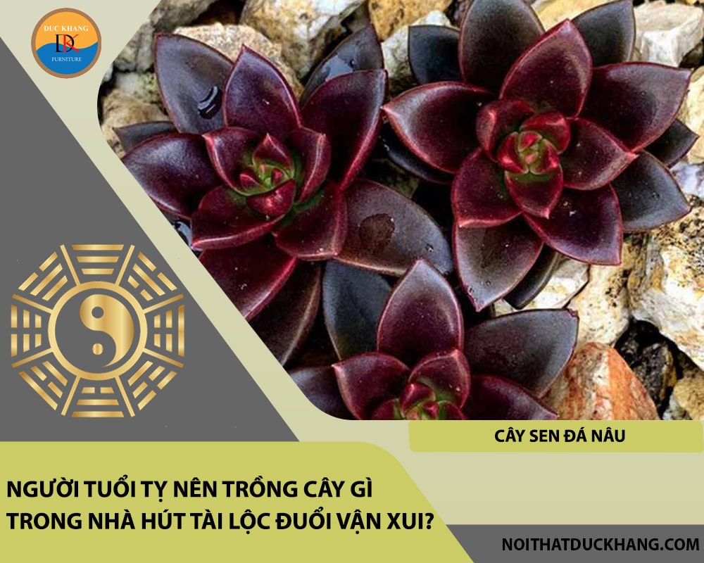 Người tuổi Tỵ nên trồng cây gì trong nhà hút tài lộc đuổi vận xui - Cây sen đá nâu Người tuổi Tỵ nên trồng cây gì trong nhà hút tài lộc đuổi vận xui - Cây sen đá nâu