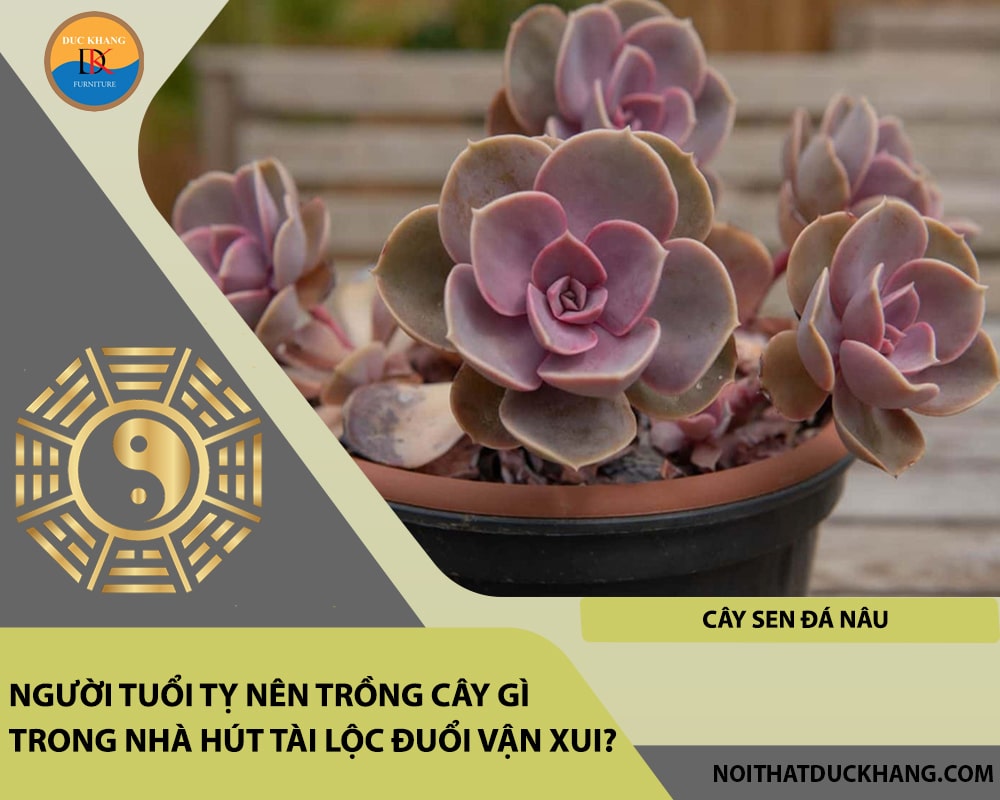 Người tuổi Tỵ nên trồng cây gì trong nhà hút tài lộc đuổi vận xui - Cây sen đá nâu Người tuổi Tỵ nên trồng cây gì trong nhà hút tài lộc đuổi vận xui - Cây sen đá nâu