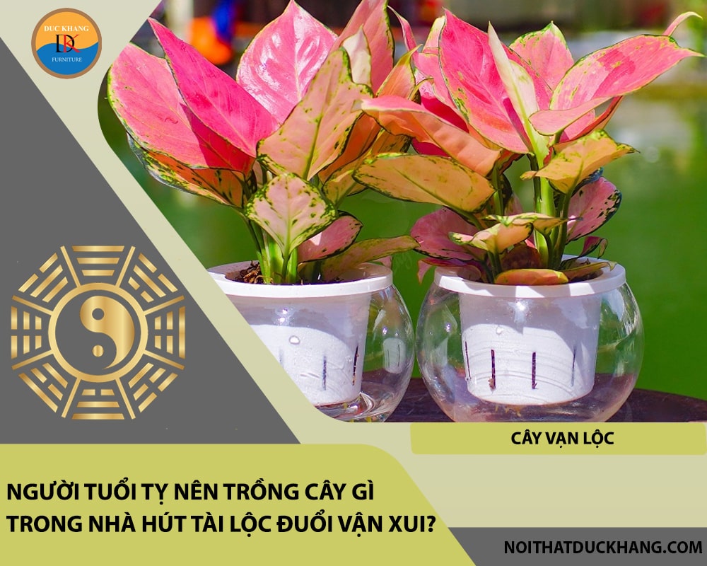 Người tuổi Tỵ nên trồng cây gì trong nhà hút tài lộc đuổi vận xui - Cây Vạn Lộc Người tuổi Tỵ nên trồng cây gì trong nhà hút tài lộc đuổi vận xui - Cây Vạn Lộc