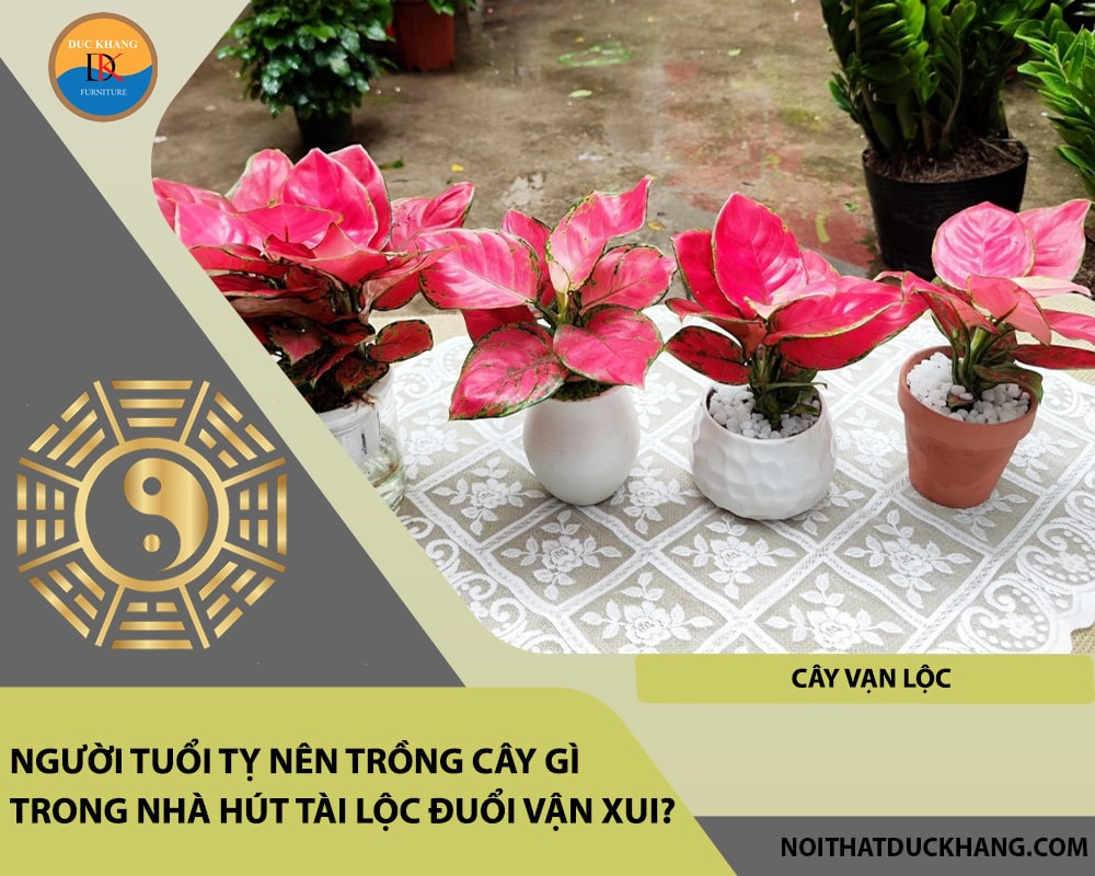 Người tuổi Tỵ nên trồng cây gì trong nhà hút tài lộc đuổi vận xui - Cây vạn lộc Người tuổi Tỵ nên trồng cây gì trong nhà hút tài lộc đuổi vận xui - Cây vạn lộc