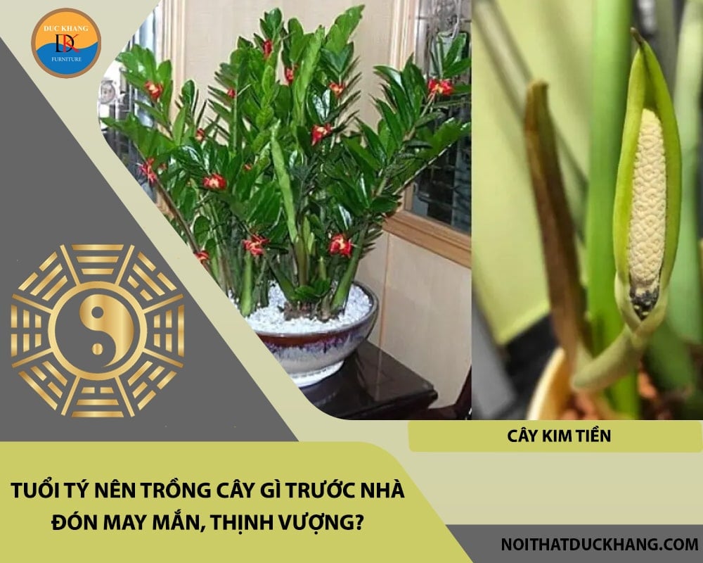 Tuổi Tý nên trồng cây gì trước nhà đón may mắn, thịnh vượng - Cây kim tiền Tuổi Tý nên trồng cây gì trước nhà đón may mắn, thịnh vượng - Cây kim tiền