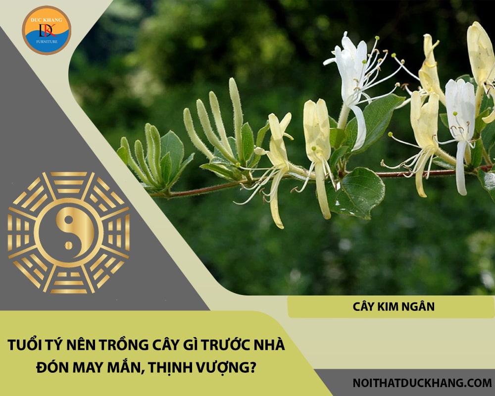 Tuổi Tý nên trồng cây gì trước nhà đón may mắn, thịnh vượng - Cây kim ngân Tuổi Tý nên trồng cây gì trước nhà đón may mắn, thịnh vượng - Cây kim ngân