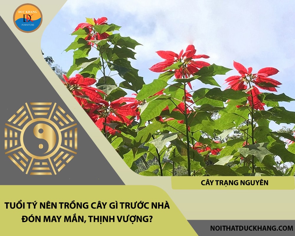 Tuổi Tý nên trồng cây gì trước nhà đón may mắn, thịnh vượng - Cây trạng nguyên Tuổi Tý nên trồng cây gì trước nhà đón may mắn, thịnh vượng - Cây trạng nguyên