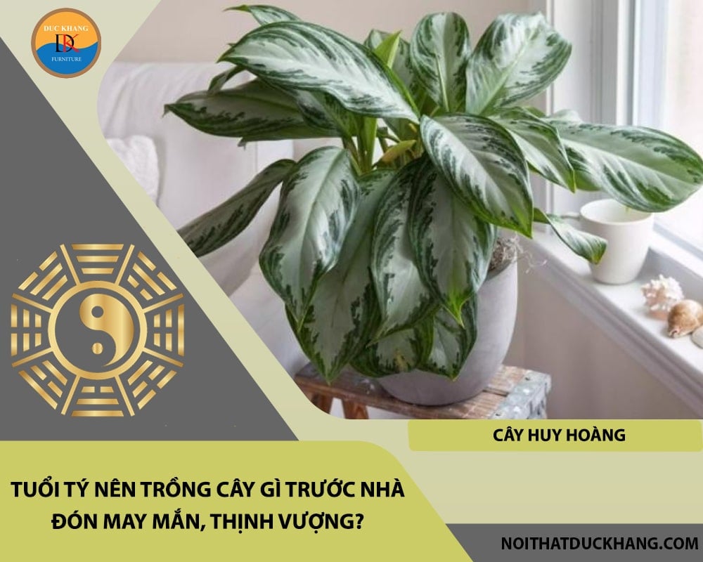 Tuổi Tý nên trồng cây gì trước nhà đón may mắn, thịnh vượng - Cây huy hoàng Tuổi Tý nên trồng cây gì trước nhà đón may mắn, thịnh vượng - Cây huy hoàng