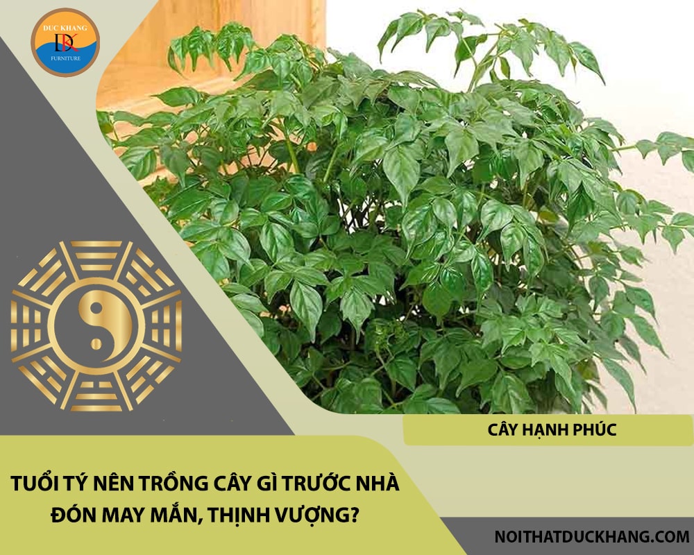 Tuổi Tý nên trồng cây gì trước nhà đón may mắn, thịnh vượng - Cây hạnh phúc Tuổi Tý nên trồng cây gì trước nhà đón may mắn, thịnh vượng - Cây hạnh phúc