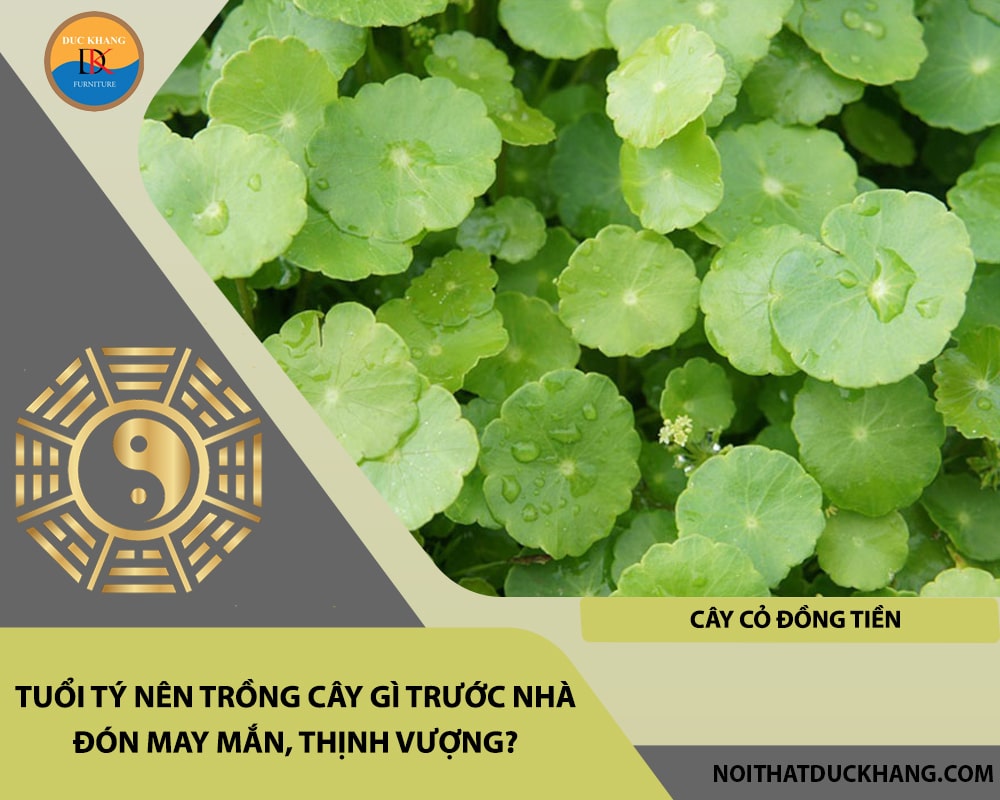 Tuổi Tý nên trồng cây gì trước nhà đón may mắn, thịnh vượng - Cây cỏ đồng tiền Tuổi Tý nên trồng cây gì trước nhà đón may mắn, thịnh vượng - Cây cỏ đồng tiền