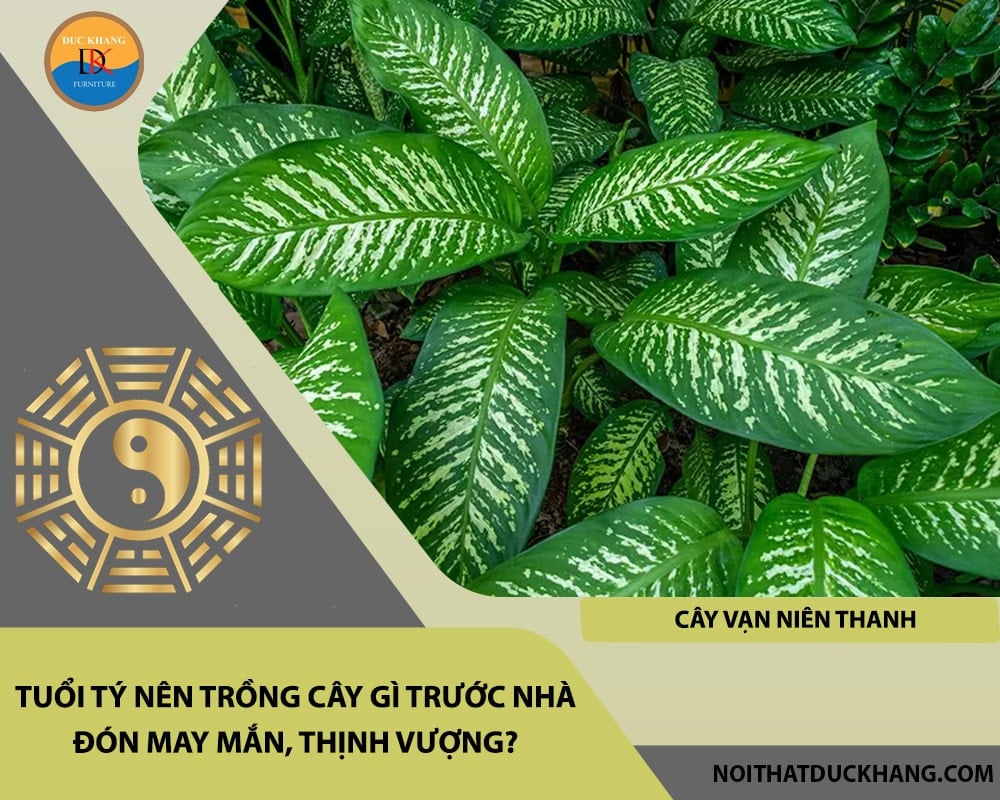 Tuổi Tý nên trồng cây gì trước nhà đón may mắn, thịnh vượng?