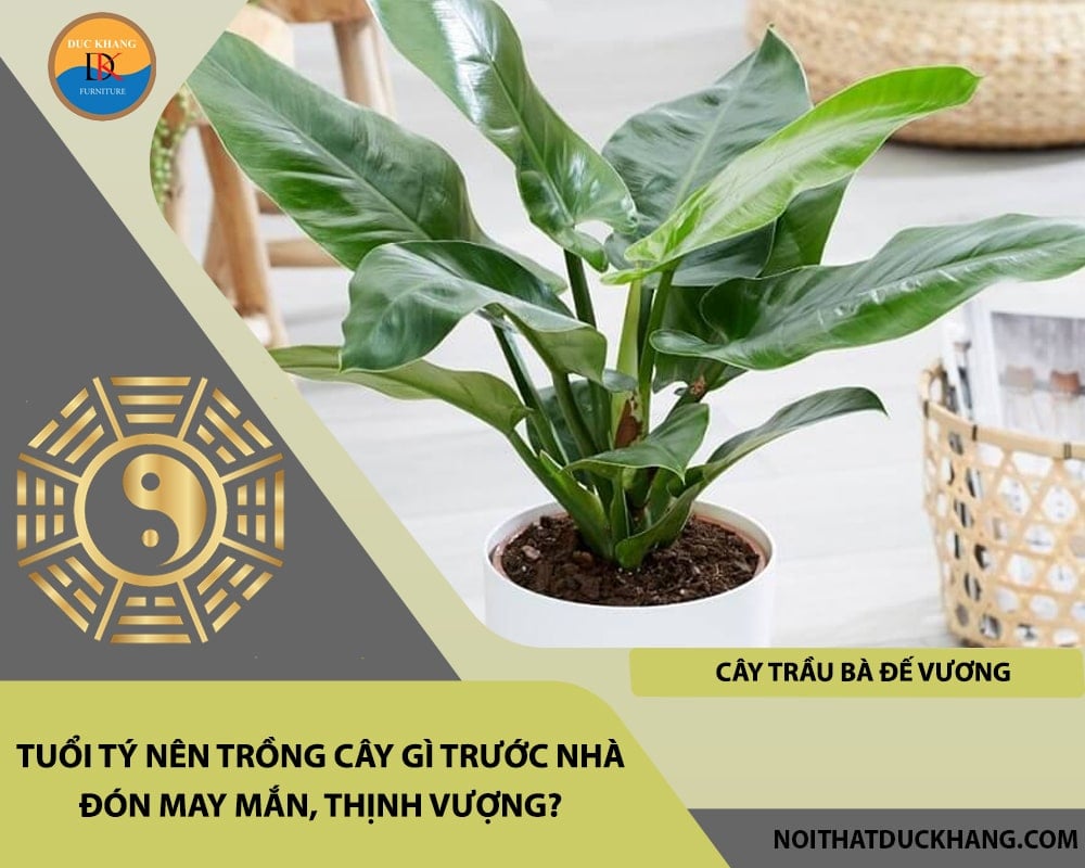 Tuổi Tý nên trồng cây gì trước nhà đón may mắn, thịnh vượng - Cây trầu bà đế vương Tuổi Tý nên trồng cây gì trước nhà đón may mắn, thịnh vượng - Cây trầu bà đế vương