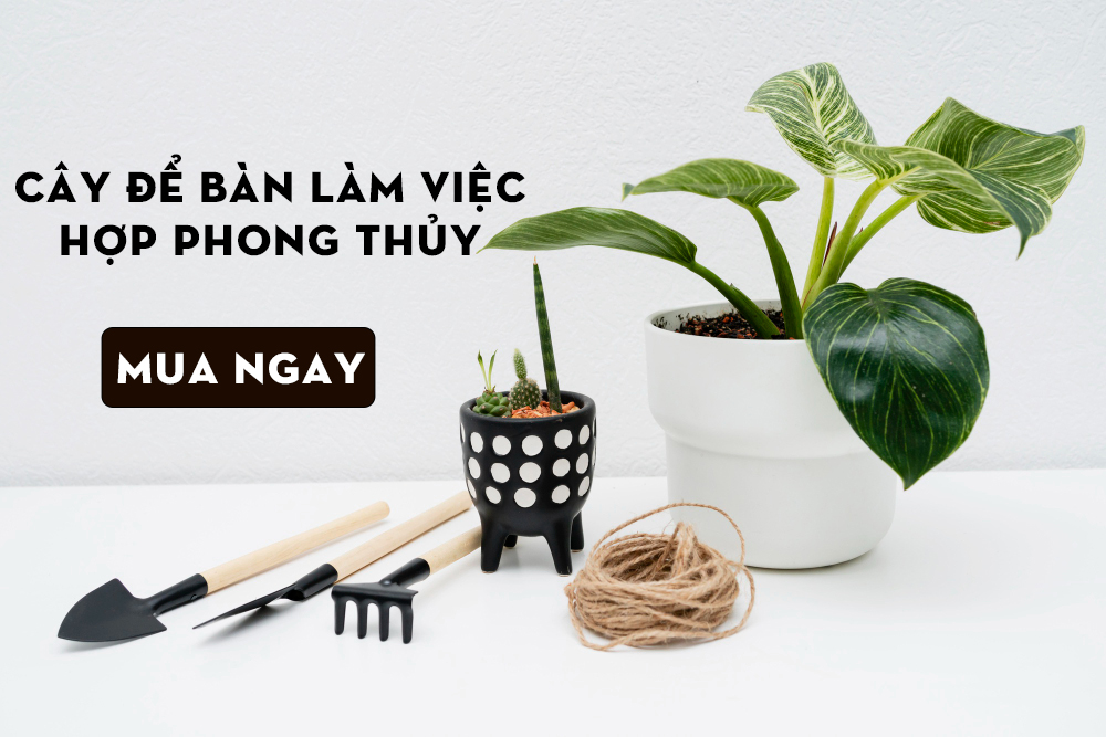 Cây để bàn làm việc hợp phong thủy